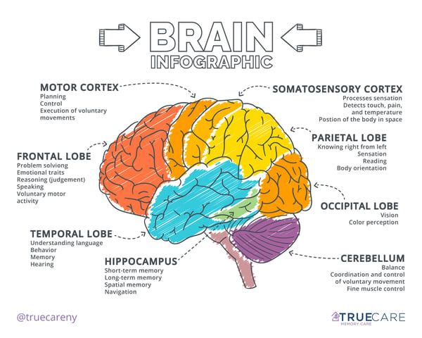 brain-inforgraphic_difference-between-alzheimers-dementia_blog